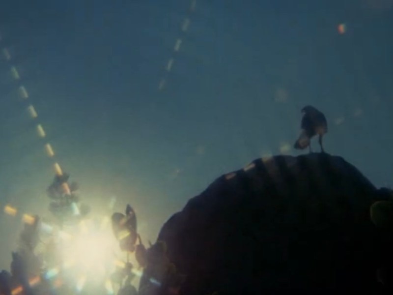 Like ‘The Birds’ But With More&nbsp;Animals