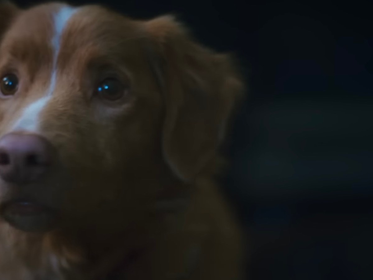 Good Boy